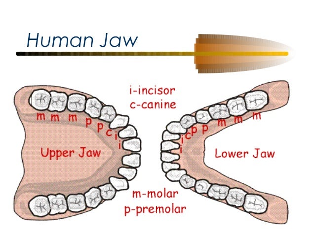 Igcse Incisor Tooth Diagram Wiring Diagram Detailed